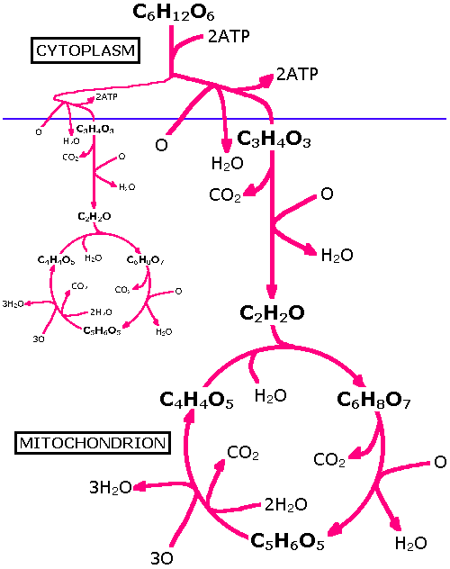 Kreb's Cycle, sumoman